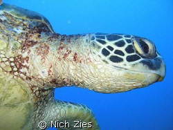 Sea turtle that tried to give me an Eskimo kiss at the Se... by Nich Zies 